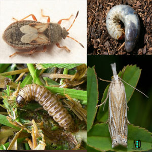 Common Lawn Pests | Nikki Lynn Design