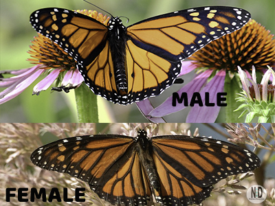 Female Vs Male Monarch Butterfly