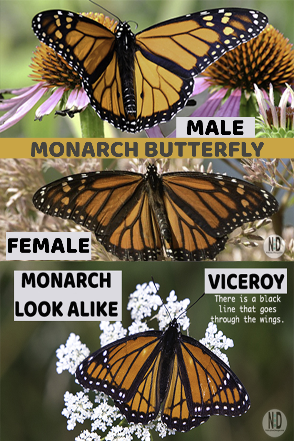 How To Tell Male And Female Monarch Apart - Nikki Lynn Design