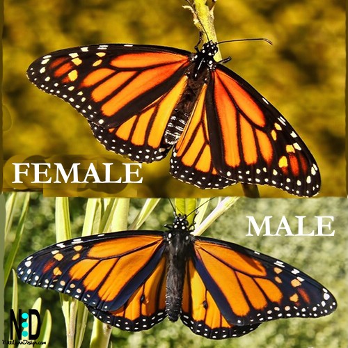 How To Tell Male And Female Monarch Apart Nikki Lynn Design