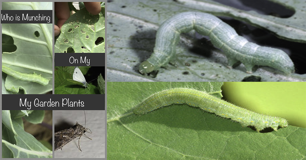 What is Eating My Cabbage Plants - Nikki Lynn Design