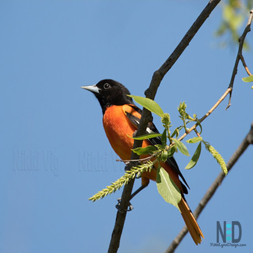 All About the Baltimore Oriole