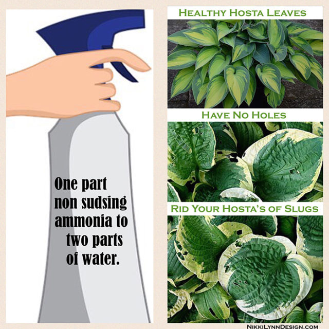 Hostas are extremely easy to grow and add visual appeal to flower beds. They are hardy plants that look wonderful in any season. There is one garden pest that feels the same appeal toward hostas as we do. The slug. Here are some ideas for slug prevention of hostas.