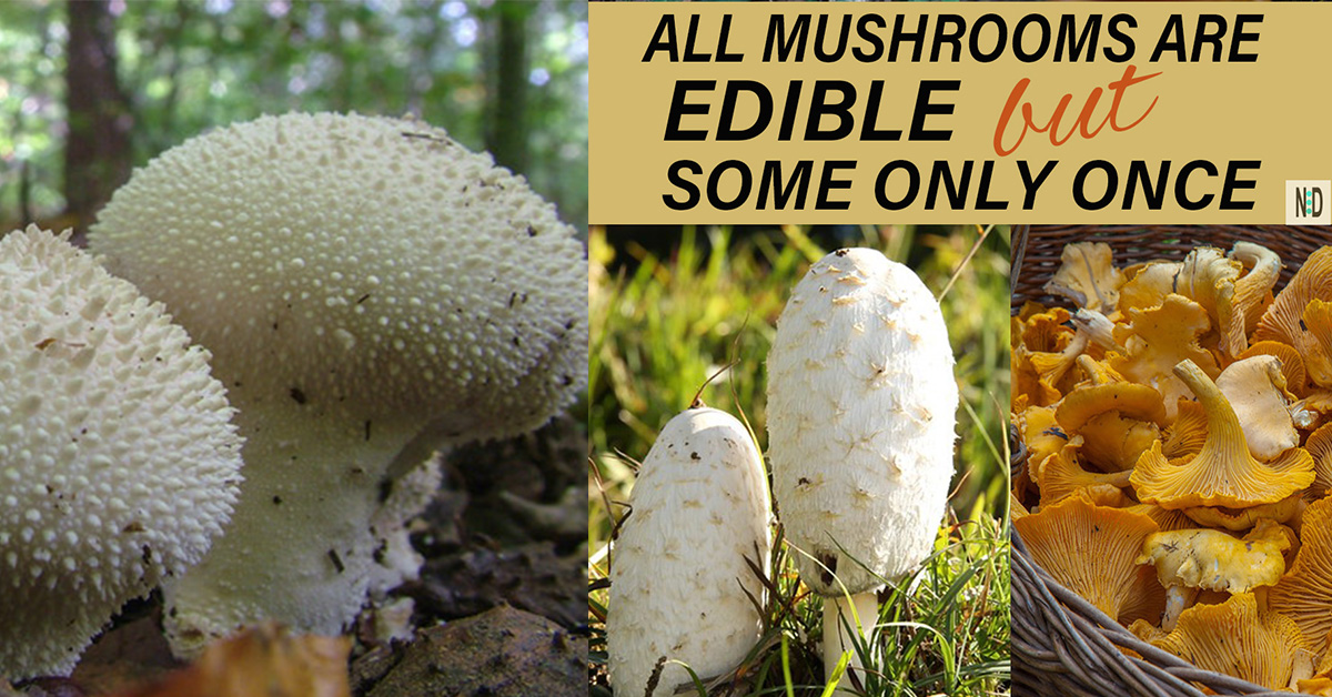 All Mushrooms Are Edible - Nikki Lynn Design