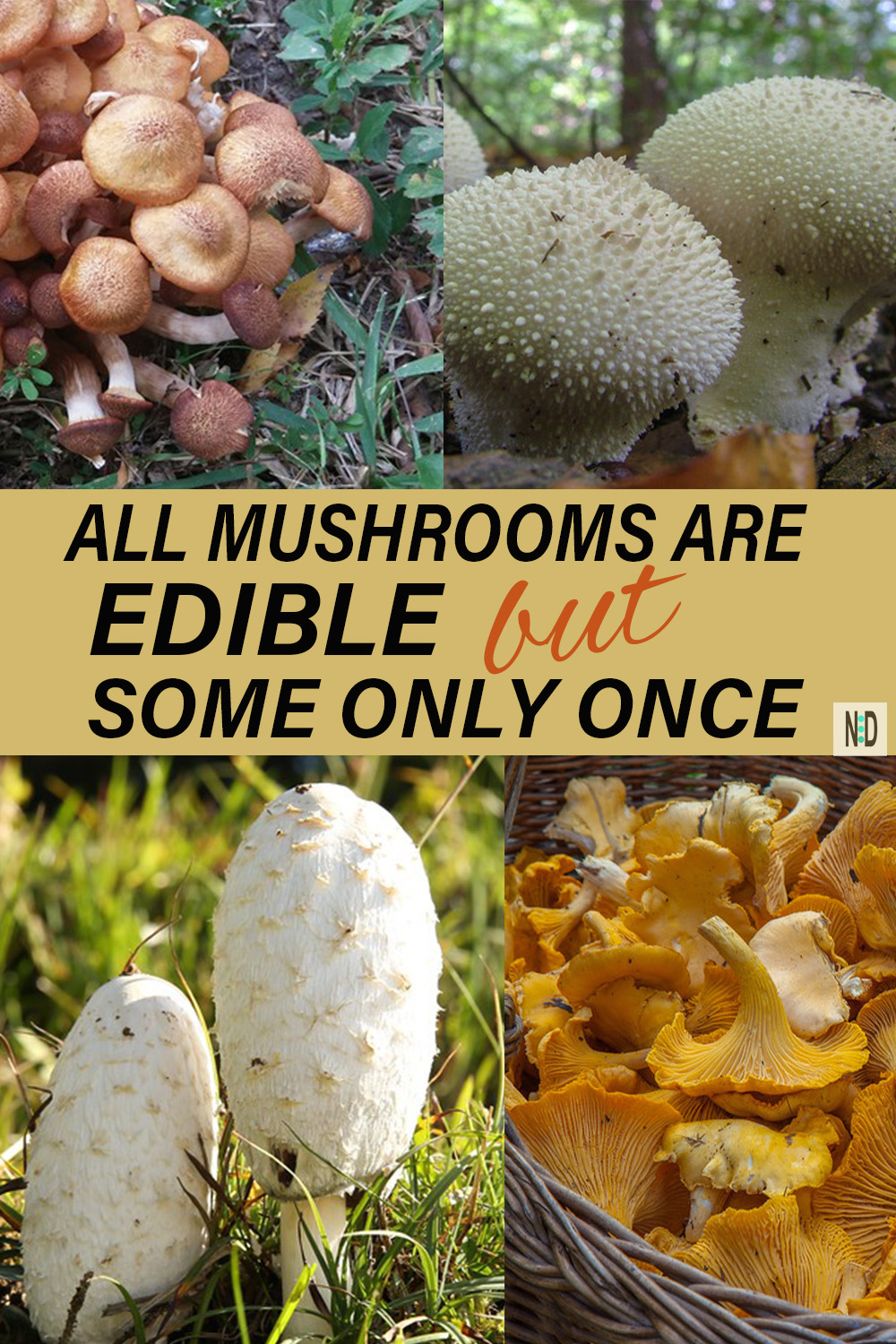 All Mushrooms are Edible - Nikki Lynn Design