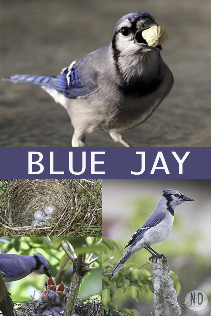 How To Tell Male And Female Blue Jays Apart - Is It Even Possible? 