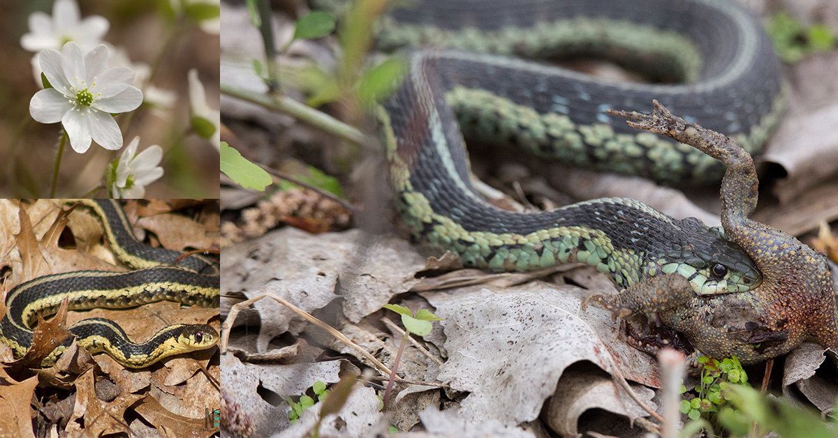 Garter Snakes Can Be Surprise Guests