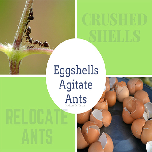 Eggshells Agitate Ants