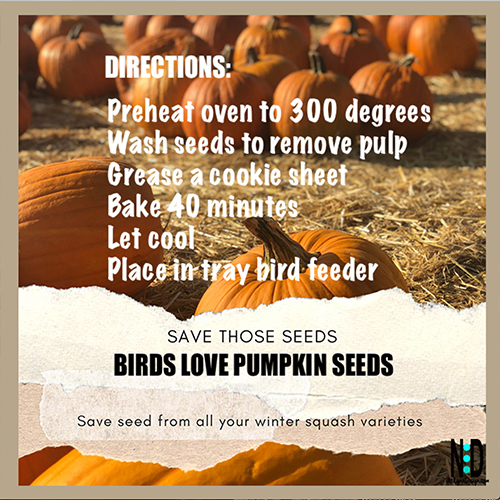 Drying Pumpkin Seeds For Birds