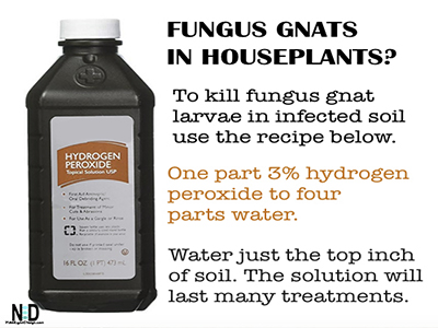 https://www.nikkilynndesign.com/wp-content/uploads/2017/10/Fungus-Gnat-Indoor-Houseplant-Recipe-Black-Flies-On-Plants.jpg
