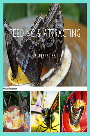 Feeding Butterflies - Fruit - Sugar Water Recipe