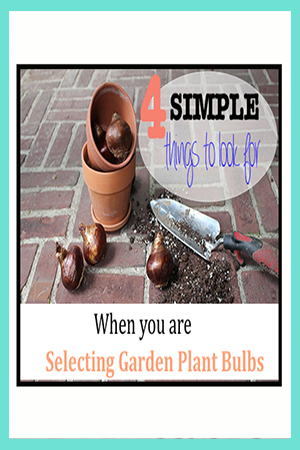 How to Buy Garden Plant Bulbs