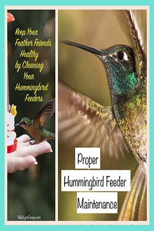 How to Clean a Hummingbird Feeder