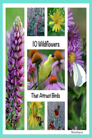 Wildflower that birds like