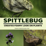 Remedy For Spittlebugs: How To Get Rid Of Spittlebugs