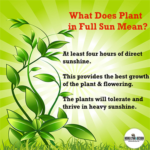 What Does Plant in Full Sun Mean