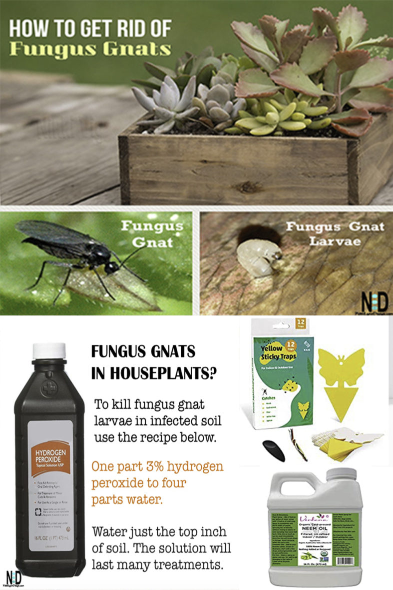 How To Get Rid Of Fungus Gnats On Houseplants Nikki Lynn Design