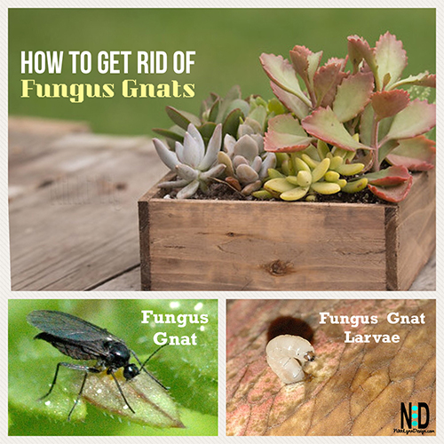 How To Get Rid Of Fungus Gnat on Houseplants
