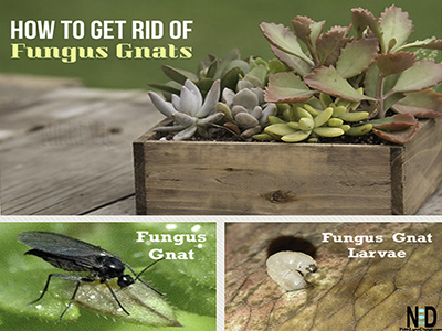 How to get rid of fungus gnats on your houseplants! 