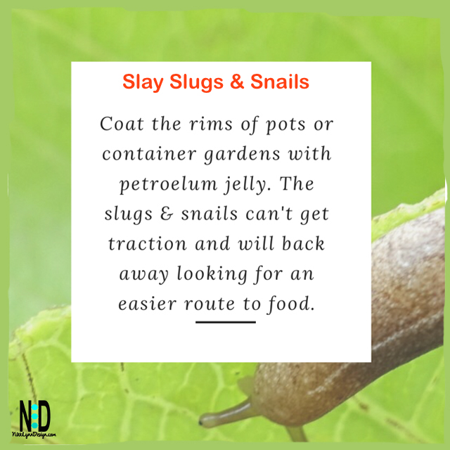 Slay Slugs and Snails
