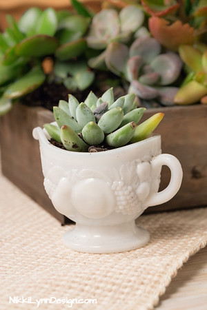 https://www.nikkilynndesign.com/wp-content/uploads/2018/10/Transplanting-Succulents-In-A-White-Cup.jpg