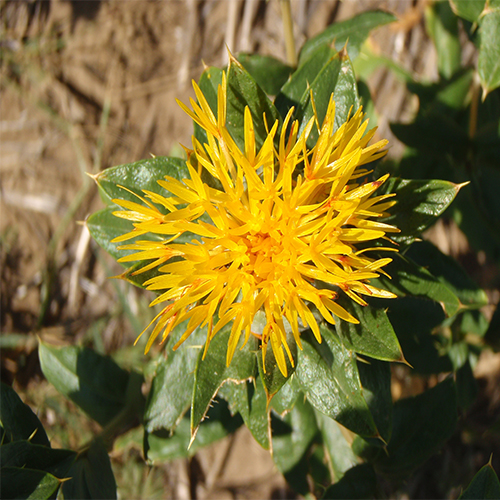 Grow Your Own Safflower Seed