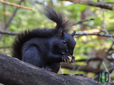 Black phase of squirrel may appear after several generations of grays.