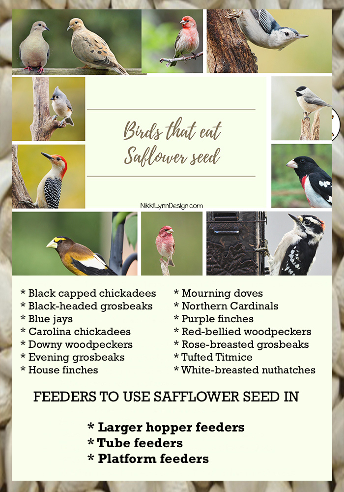 which birds like safflower seeds