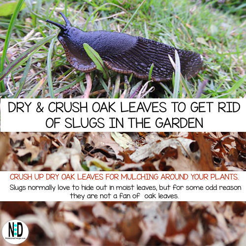 After oak leaves are dry, crush them and spread around garden plants.  Slugs hate oak leaves