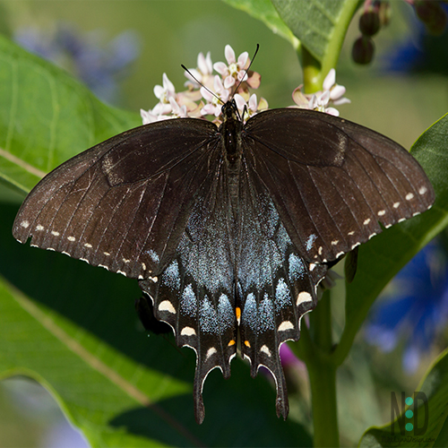 Black Swallowtail Butterfly - Nikki Lynn Design