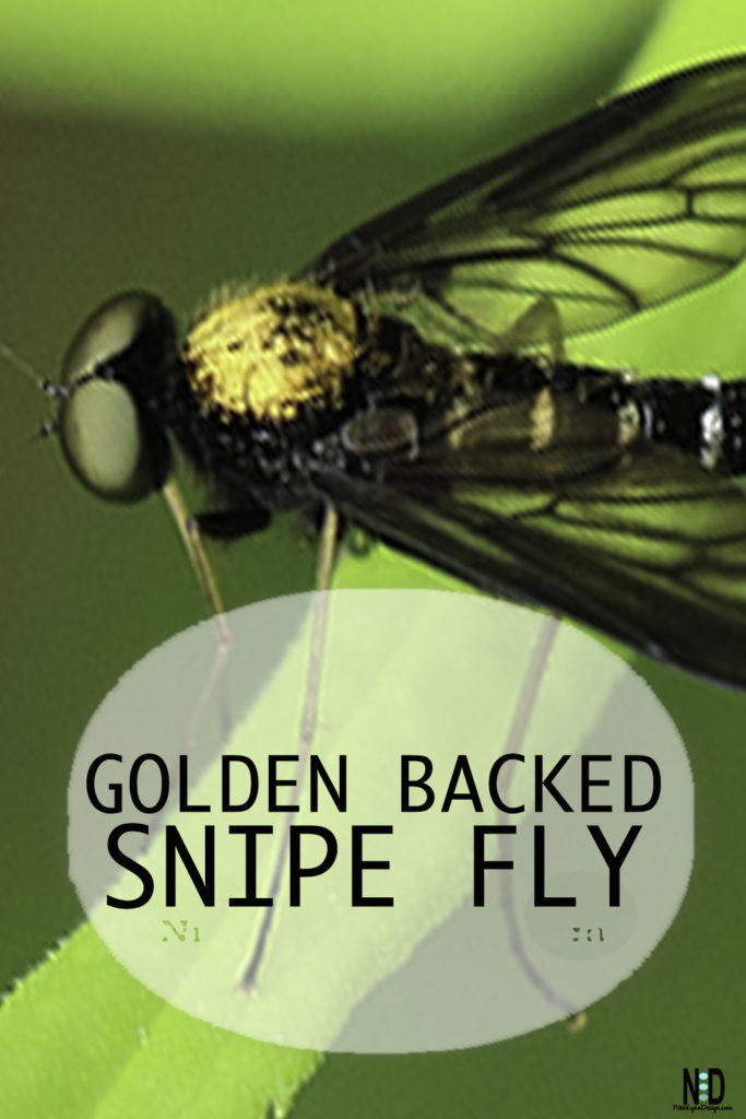 Golden Backed Snipe Fly - Nikki Lynn Design
