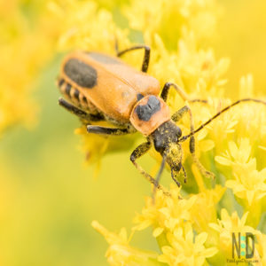 Goldenrod Soldier Beetle