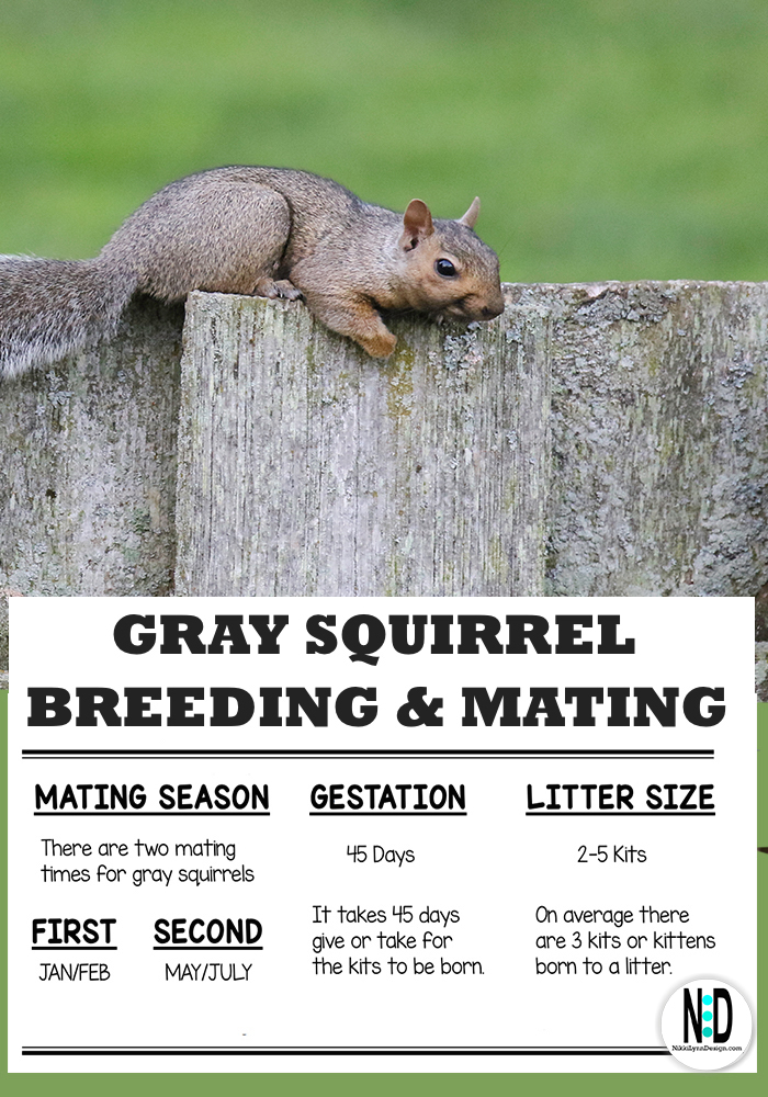 Eastern Gray Squirrel - Nikki Lynn Design