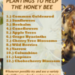 3 Things Gardeners Can Do To Help The Declining Honey Bee Population ...