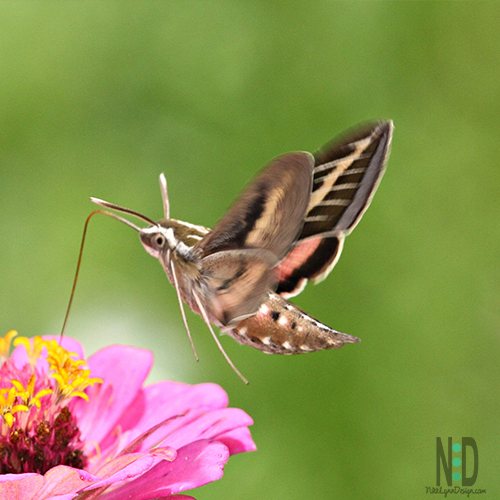 Beautiful dark brown hawk moth with a tan, white and pink coloring.