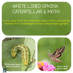 The white lined sphinx caterpillar is a green white and brown caterpillar, it grows up to be the white lined sphinx moth which most people mistake for a hummingbird.