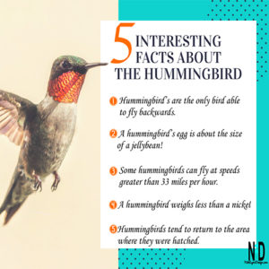 Interesting Facts About Hummingbirds - Nikki Lynn Design