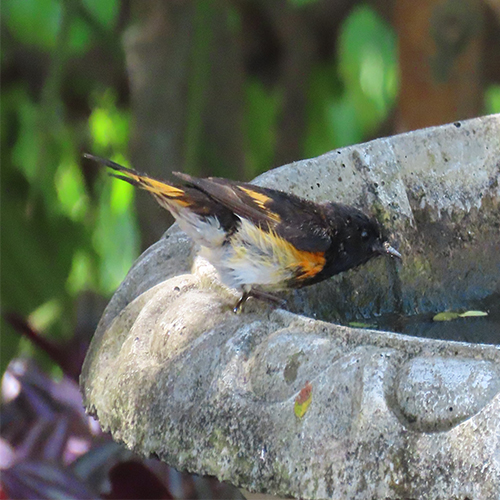 American Redstart Warbler