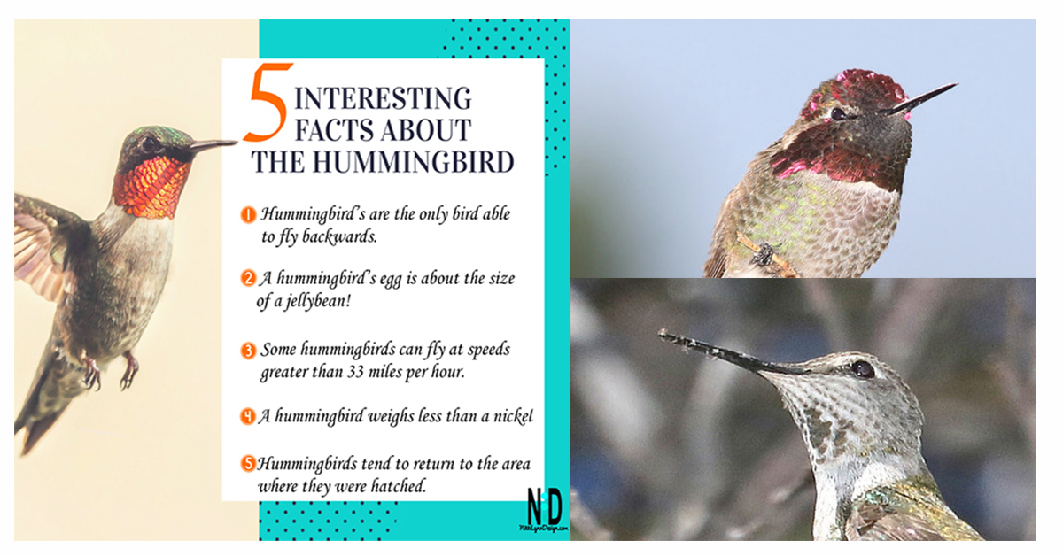 All clearance about hummingbirds