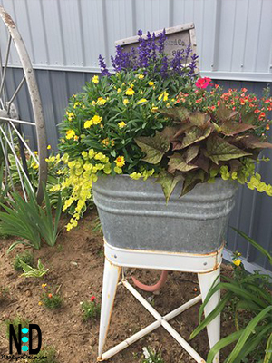 A washtub planted with yellow daisies,trailing vines,coleus and pansies.