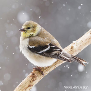 Winter Birds - Nikki Lynn Design