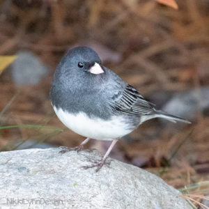 Dark Eyed Junco Birds At Feeder - Nikki Lynn Design