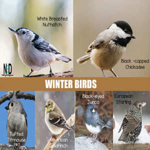 Winter Birds - Nikki Lynn Design