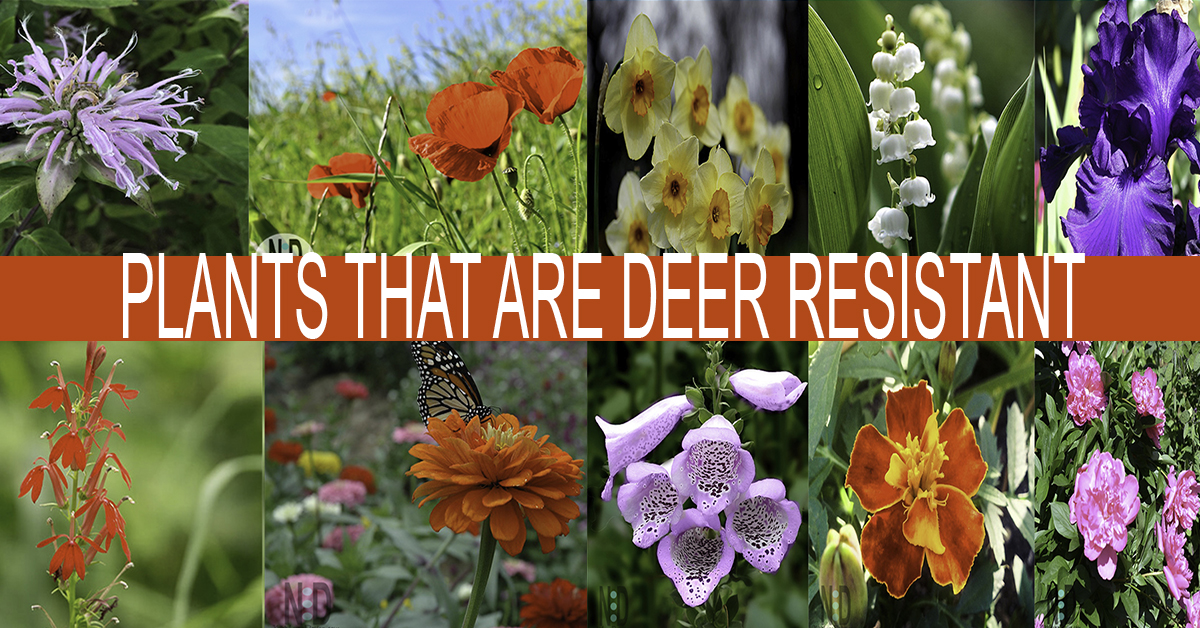 List Of Flowers Deer Don't Eat at William Adams blog