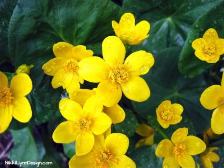 Marsh Marigold - Nikki Lynn Design