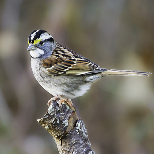 do sparrows eat nyjer seed