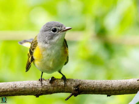 American Redstart - Nikki Lynn Design