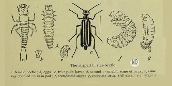 blister beetle larvae