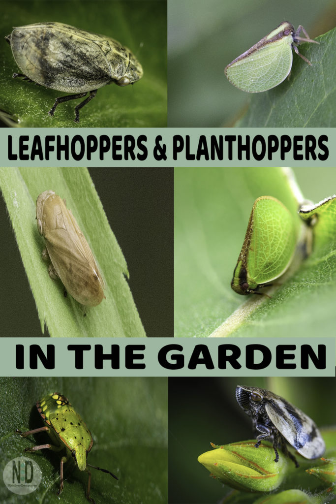 Leafhopper, Types, Habits & Prevention