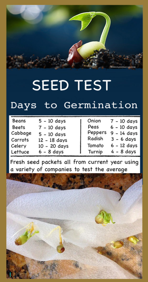 Testing Seed Germination - Nikki Lynn Design